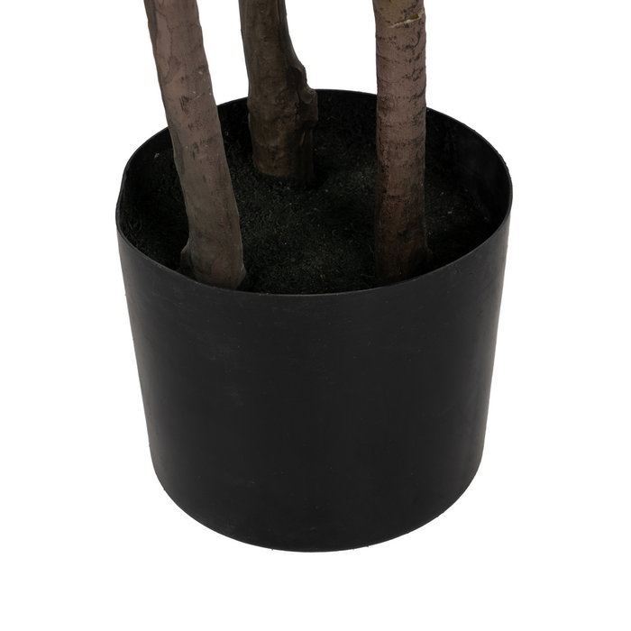 Planta Dracaena Rojo Goma Decoración 165 cm