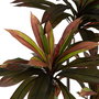 Planta Dracaena Rojo Goma Decoración 165 cm