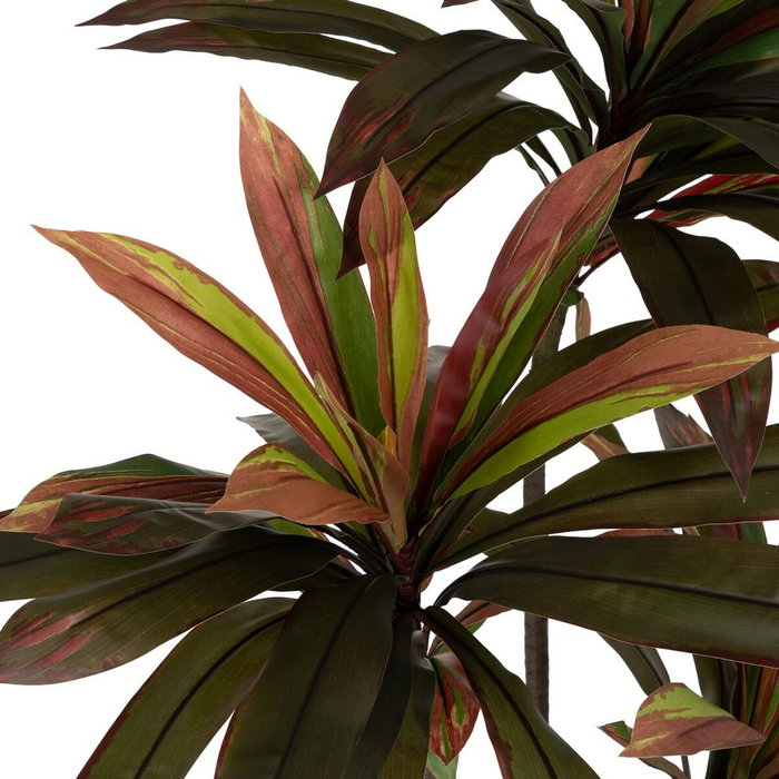 Ixia Planta de decoración Dracaena Rojo Goma 165 cm