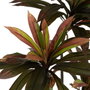 Ixia Planta de decoración Dracaena Rojo Goma 165 cm