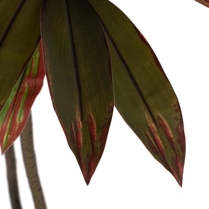 Ixia Planta de decoración Dracaena Rojo Goma 165 cm