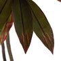 Ixia Planta de decoración Dracaena Rojo Goma 165 cm