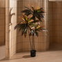 Ixia Planta de decoración Dracaena Rojo Goma 165 cm