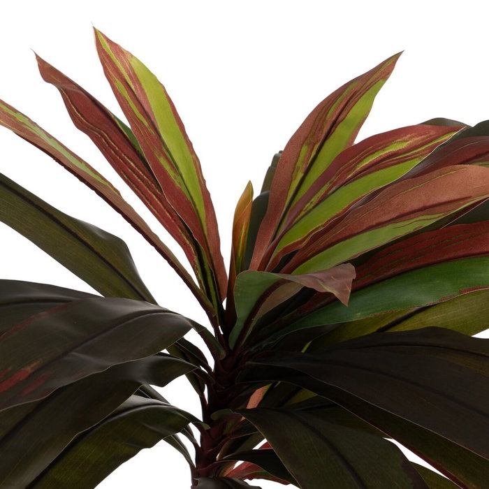 Ixia Planta de decoración Dracaena Rojo Goma 165 cm