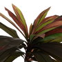 Ixia Planta de decoración Dracaena Rojo Goma 165 cm