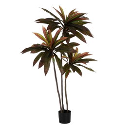 Ixia Planta de decoración Dracaena Rojo Goma 165 cm
