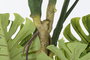 DKD Home Decor Monstera Planta Artificial Verde Marron Poliester 75 x 75 x 180 cm para Terraza y Jardin