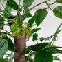 DKD Home Decor Árbol Ficus Verde de Poliéster y Madera 80x80x150 cm