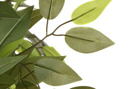 DKD Home Decor Ficus Artificial 150 cm Verde y Marron con Maceta Negra 80 x 80 x 150 cm