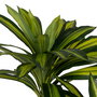Planta Dracaena Verde Goma Decoración 200 cm