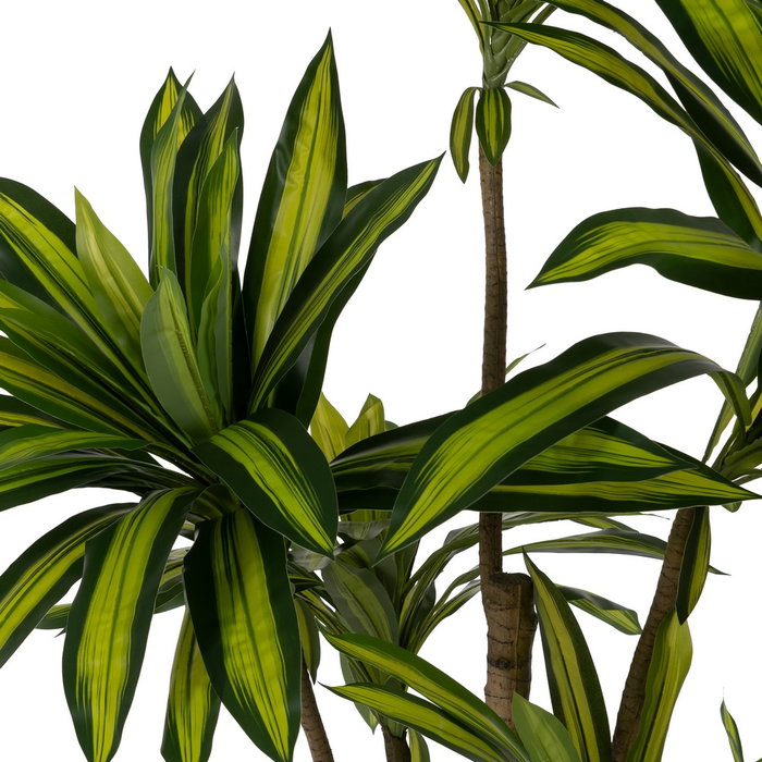 Planta Dracaena Verde Goma Decoración 200 cm