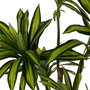 Planta Dracaena Verde Goma Decoración 200 cm