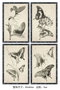 DKD Home Decor Cuadro Cristal Abeto 40X2,8X60 Mariposas Surtido de 4 Unidades