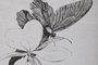 DKD Home Decor Cuadro Cristal Abeto 40X2,8X60 Mariposas Surtido de 4 Unidades