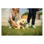 Zapf Creation BABY born My Dog Lucky con caja