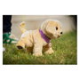 Zapf Creation BABY born My Dog Lucky con caja