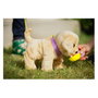 Zapf Creation BABY born My Dog Lucky con caja