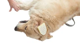 KRUUSE VET Compresa Buster- Otohematoma 12X8Cm Vet