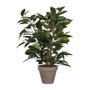 Mica Decorations Maceta de Ficus natasja, ø11,5 x 40 x 30 cm
