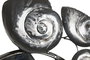 DKD Home Decor Espejo Metal Nautilus Plateado 90x10x80