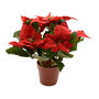 Basics Planta Artificial Flor de Pascua Ø27x27cm Polyester con Maceta Ø7cm Rojo