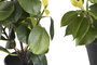 DKD Home Decor Surtido de Plantas Camelia/Ficus Ficus 2