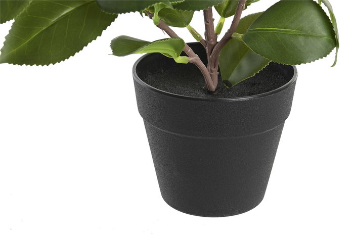 DKD Home Decor Surtido de Plantas Camelia/Ficus Ficus 2 DKD Home Decor Surtido de Plantas Camelia/Ficus Ficus 2