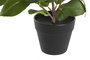 DKD Home Decor Surtido de Plantas Camelia/Ficus Ficus 2
