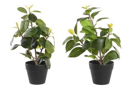 DKD Home Decor Surtido de Plantas Camelia/Ficus Ficus 2