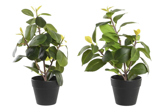 DKD Home Decor Surtido de Plantas Camelia/Ficus Ficus 2 DKD Home Decor Surtido de Plantas Camelia/Ficus Ficus 2