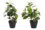 DKD Home Decor Surtido de Plantas Camelia/Ficus Ficus 2