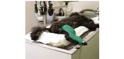 Kruuse Férula Tarsal Transparente para Perros y Gatos, Mediana, 1 Unidad