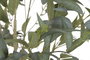 DKD Home Decor Árbol de Eucalipto Desmontable 50x50x180 cm