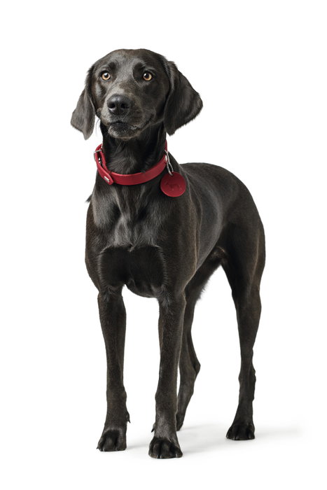Hunter Collar Aalborg XS-S Cuello: 28-33 cm Rojo Cuero de Vaca Robusto Con Colgante