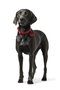 Hunter Collar Aalborg XS-S Cuello: 28-33 cm Rojo Cuero de Vaca Robusto Con Colgante