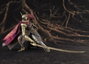 Bandai Tamashii Nations S.H. Figuarts Malenia Blade of Miquella Elden Ring 19 cm