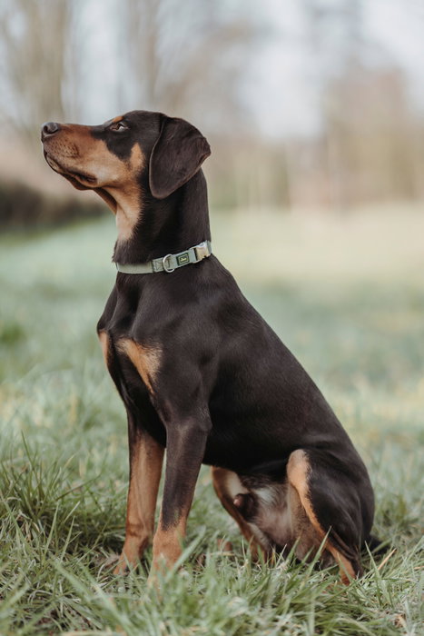 Collar para Perro Hunter Inari Verde M 30-45 cm