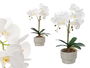 Ibergarden Orquídea Maceta Cemento Blanca 2 Varas - 16.5 x 12 x 52 cm (Set de 6)