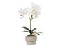 Ibergarden Orquídea Maceta Cemento Blanca 2 Varas - 16.5 x 12 x 52 cm (Set de 6)