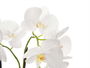 Ibergarden Orquídea Maceta Cemento Blanca 2 Varas - 16.5 x 12 x 52 cm (Set de 6)