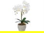 Ibergarden Orquídea Maceta Cemento Blanca 2 Varas - 16.5 x 12 x 52 cm (Set de 6)