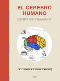 ARIEL El cerebro humano