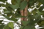 DKD Home Decor Árbol Ficus Verde y Marrón 75x75x150 cm