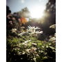 Samyang AF 12mm F2 RF-S