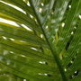 Planta Palmera Verde Artificial 170 cm