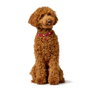 Hunter Collar Love S-M Rojo-Negro