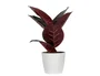 Paperflow Planta Artificial Ficus Elastica 36 cm, PEVA, 150x445x140 mm