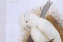 DKD Home Decor Cuadro Cristal Bambú Cacatua Surtido de 4 Unidades