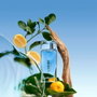 KENZO L'EAU KENZO POUR HOMME Eau de Toilette 50 ml