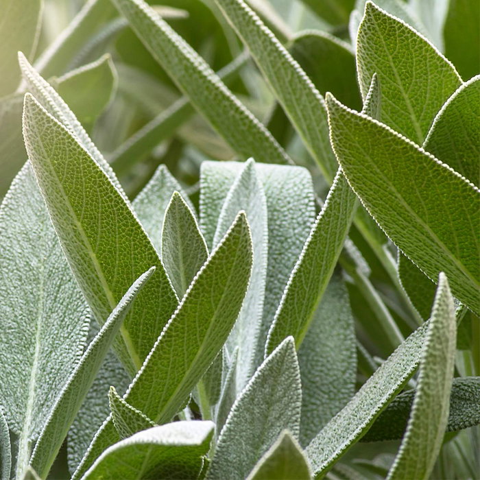 Salvia bálsamo para encías 30 ml